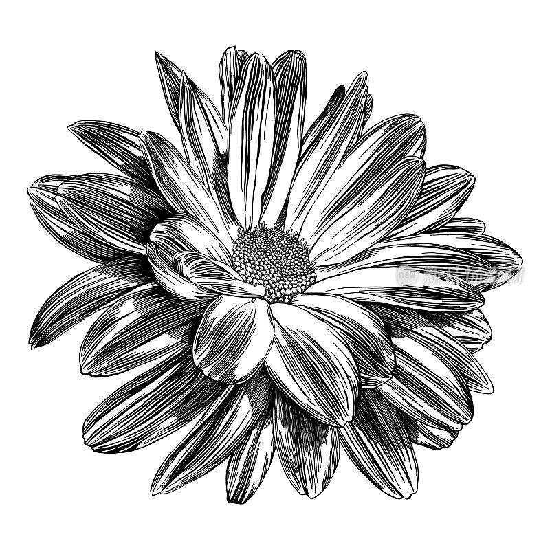 Chrysanthemum Flowers Pen and Ink Vector Illustration